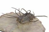 Flying Ceratonurus Trilobite - Top Quality Prep #357052-5